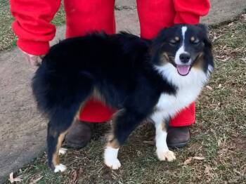 Australian Shepherd Dogs Available for Adoption - Bunny | PetCurious