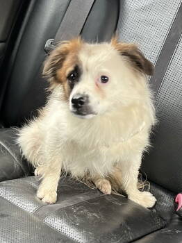 Rescue Cavalier King Charles Spaniel and Maltese Dogs for Adoption in Timonium, Maryland - Truman | PetCurious