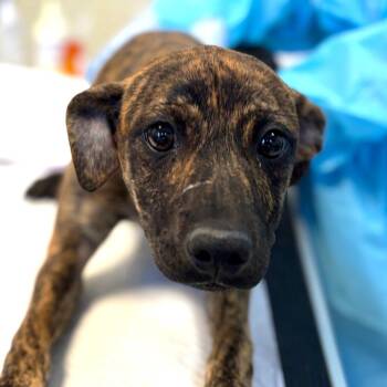 Bashful -  Mountain Cur and Mixed Breed Dog for Adoption in Nashville, Tennessee - Bashful | PetCurious