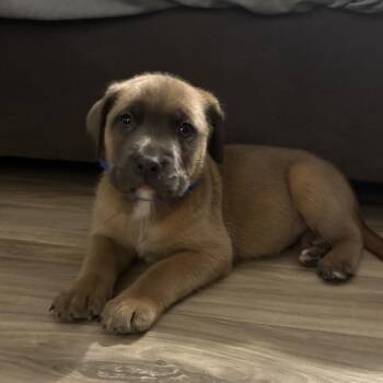Retriever and Shepherd Dogs Available for Adoption - NY Varrick Avail Feb 14 (Tractor Supply Patterson) | PetCurious