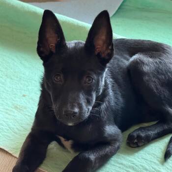 Rescue German Shepherd Dog and Mixed Breed Dogs for Adoption in Southside, Tennessee - Zoe Cricket | PetCurious
