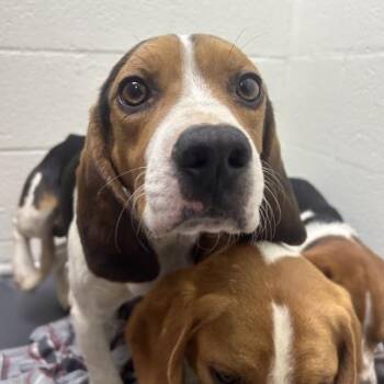 Beagle Dogs Available for Adoption - SVAS-Stray-38366 | PetCurious