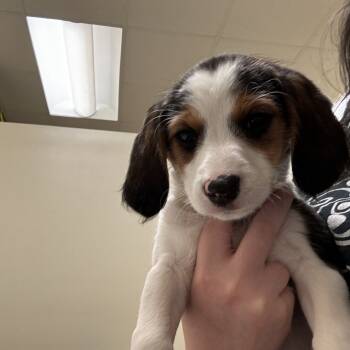 Rescue Mixed Breed Dogs for Adoption in Lynchburg, Virginia - Annette | PetCurious