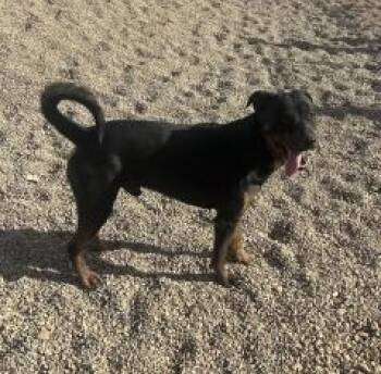 Rescue Rottweiler Dogs for Adoption in Hot Springs, South Dakota - Huck | PetCurious