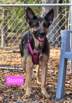Rescue German Shepherd Dog Dogs for Adoption in Albemarle, North Carolina - Storm | PetCurious