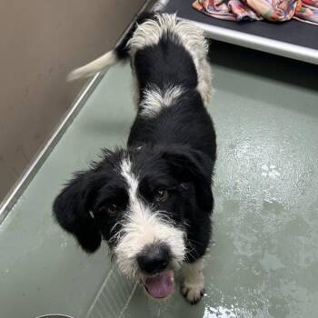 Wirehaired Terrier Dogs Available for Adoption in Lyndhurst, Virginia - SVAS-Stray-38708 | PetCurious