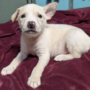 Tana -  Mixed Breed Dog for Adoption in Chicago, Illinois - Tana | PetCurious