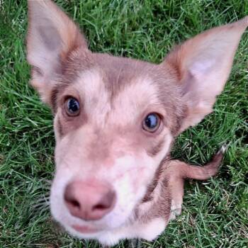 Dandy -  Shepherd Dog for Adoption in Tonasket, Washington - Dandy | PetCurious