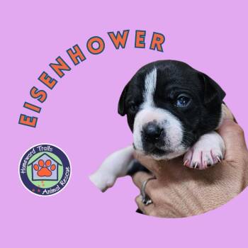 Goldieloxx Pup- Eisenhower -  Labrador Retriever and Terrier Dog for Adoption in Fairfax Station, Virginia - Goldieloxx Pup- Eisenhower | PetCurious