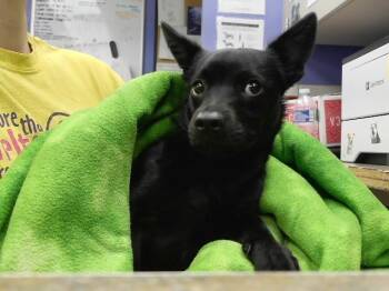 CRICKET -  Chihuahua and Mixed Breed Dog for Adoption in Omaha, Nebraska - CRICKET | PetCurious