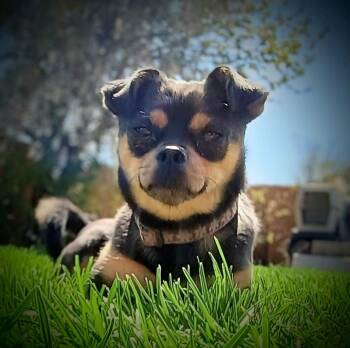 Miniature Pinscher and Chihuahua Dogs Available for Adoption in Yakima, Washington - SNEAKY PETE | PetCurious