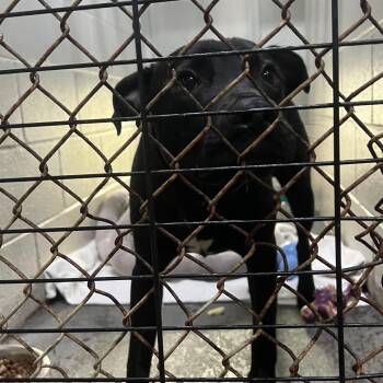 Mitchell -  Mixed Breed Dog for Adoption in Summerville, South Carolina - Mitchell | PetCurious