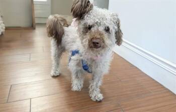Poodle and Mixed Breed Dogs Available for Adoption in Fort Lauderdale, Florida - DICKSEN | PetCurious