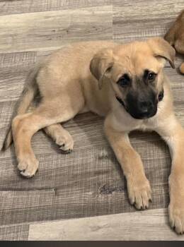 Hops -  Mastiff and German Shepherd Dog Dog for Adoption in Poplar Grove, Illinois - Hops | PetCurious