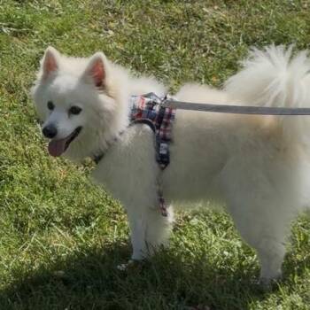 Olaf -  American Eskimo Dog Dog for Adoption in Worcester, Massachusetts - Olaf | PetCurious