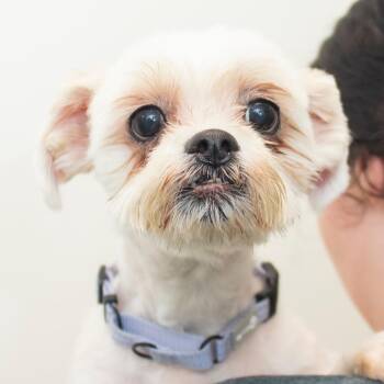 Sunny -  Maltese and Shih Tzu Dog for Adoption in Middletown, Rhode Island - Sunny | PetCurious
