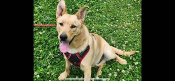 German Shepherd Dog and Husky Dogs Available for Adoption in Falmouth, Maine - Tuffy | PetCurious