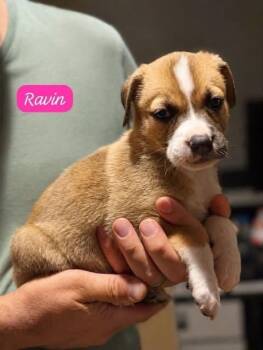 Raven -  Labrador Retriever Dog for Adoption in Clarksburg, Ontario - Raven | PetCurious