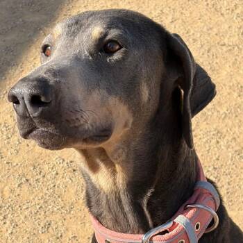 Doberman Pinscher Dogs Available for Adoption - Frau | PetCurious