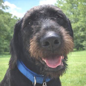Archie GC -  Giant Schnauzer Dog for Adoption in Austin, Texas - Archie GC | PetCurious