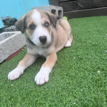 Male 2 4503 -  Husky and Mixed Breed Dog for Adoption in Loxahatchee Groves, Florida - Male 2 4503 | PetCurious