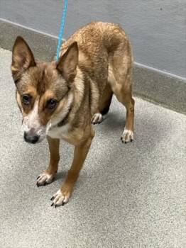 GRECIA -  German Shepherd Dog and Mixed Breed Dog for Adoption in Las Vegas, Nevada - GRECIA | PetCurious