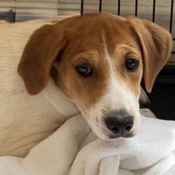 Nala 22920 -  Coonhound and Mixed Breed Dog for Adoption in Cumming, Georgia - Nala 22920 | PetCurious