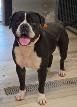 Frank -  English Bulldog Dog for Adoption in Dandridge, Tennessee - Frank | PetCurious