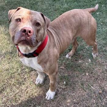 Brutus -  Pit Bull Terrier and American Bully Dog for Adoption in The Colony, Texas - Brutus | PetCurious