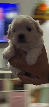 Mars -  Shih Poo Dog for Adoption in Arlington, Texas - Mars | PetCurious