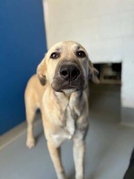 BALOO -  German Shepherd Dog and Mixed Breed Dog for Adoption in Visalia, California - BALOO | PetCurious