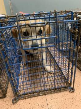 Rescue Chihuahua and Mixed Breed Dogs for Adoption in San Jose, California - A1393652 | PetCurious