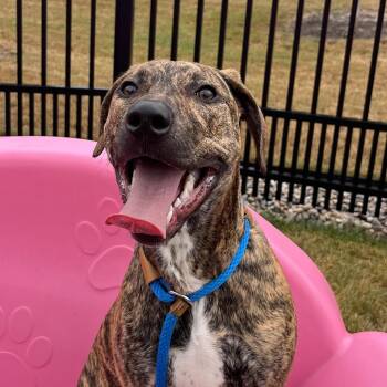 Sadie -  Pit Bull Terrier Dog for Adoption in Fort Wayne, Indiana - Sadie | PetCurious