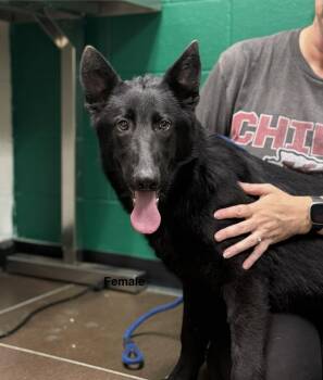 German Shepherd Dog Dogs Available for Adoption in Blue Springs, Missouri - Hope | PetCurious