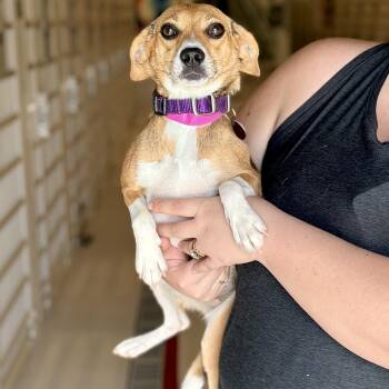 Twinkle -  Beagle Dog for Adoption in Chicago, Illinois - Twinkle | PetCurious