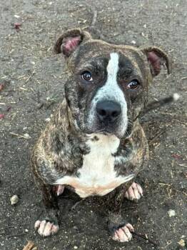 Tonka -  Pit Bull Terrier Dog for Adoption in Chicago, Illinois - Tonka | PetCurious