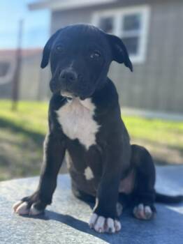 American Staffordshire Terrier and Mixed Breed Dogs Available for Adoption - Iris | PetCurious