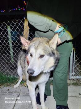 Husky Dogs Available for Adoption - ASPEN | PetCurious