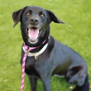 Maddie -  Mixed Breed Dog for Adoption in Atlanta, Georgia - Maddie | PetCurious