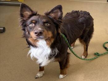 JAKE -  Australian Shepherd Dog for Adoption in Derwood, Maryland - JAKE | PetCurious