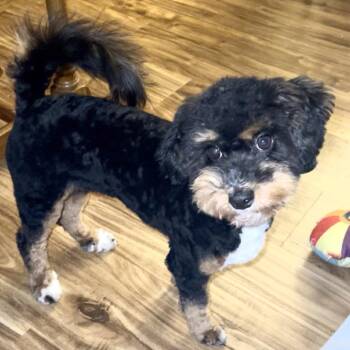 Zoe Grace -  Mixed Breed Dog for Adoption in Lynchburg, Virginia - Zoe Grace | PetCurious