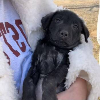 Mixed Breed Dogs Available for Adoption - Gamer | PetCurious