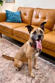 German Shepherd Dog and Black Mouth Cur Dogs Available for Adoption - Summer Smiles The Sunshine Girl | PetCurious
