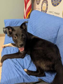 Mars -  Border Collie Dog for Adoption in Fayetteville, Arkansas - Mars | PetCurious