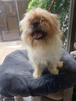 Rescue Pug and Shih Tzu Dogs for Adoption in Fort Worth, Texas - Slim | PetCurious