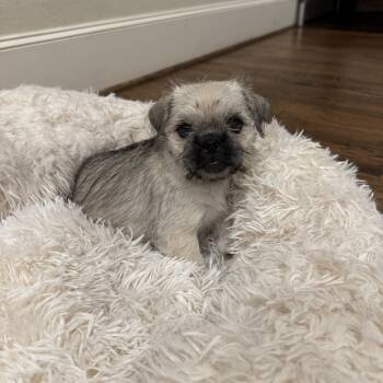 Rescue Terrier Dogs for Adoption in New York, New York - Pinot | PetCurious