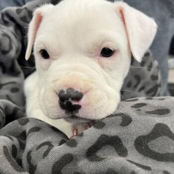 Mixed Breed Dogs Available for Adoption - Snow White | PetCurious