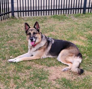 German Shepherd Dog Dogs Available for Adoption - Loveable Rylee | PetCurious