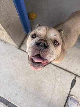 American Bully Dogs Available for Adoption in Lincoln Park, Michigan - Velcro  | PetCurious