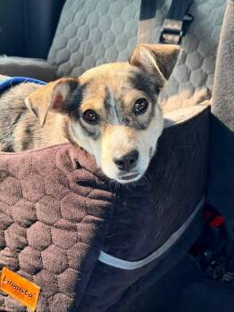 Ringo -  Terrier Dog for Adoption in New London, Wisconsin - Ringo | PetCurious
